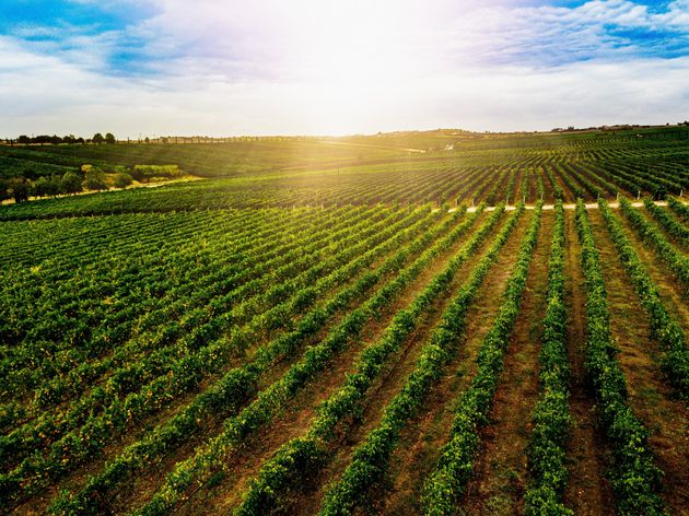 Aerial view of beautiful Vineyard landscape in Greece. Drone photography from above