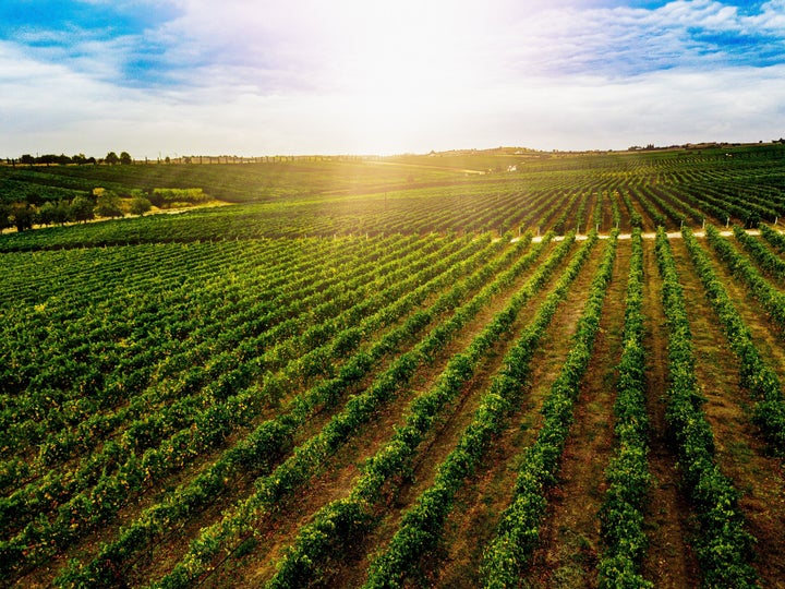 Aerial view of beautiful Vineyard landscape in Greece. Drone photography from above