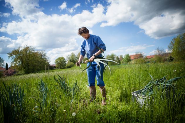 Un producteur travaillant selon un modèle d'agriculture communautaire partagée en Haute-Savoie, d'après les principes de l'agriculture biologique et de la permaculture. (Photo by: BSIP/Universal Images Group via Getty Images)