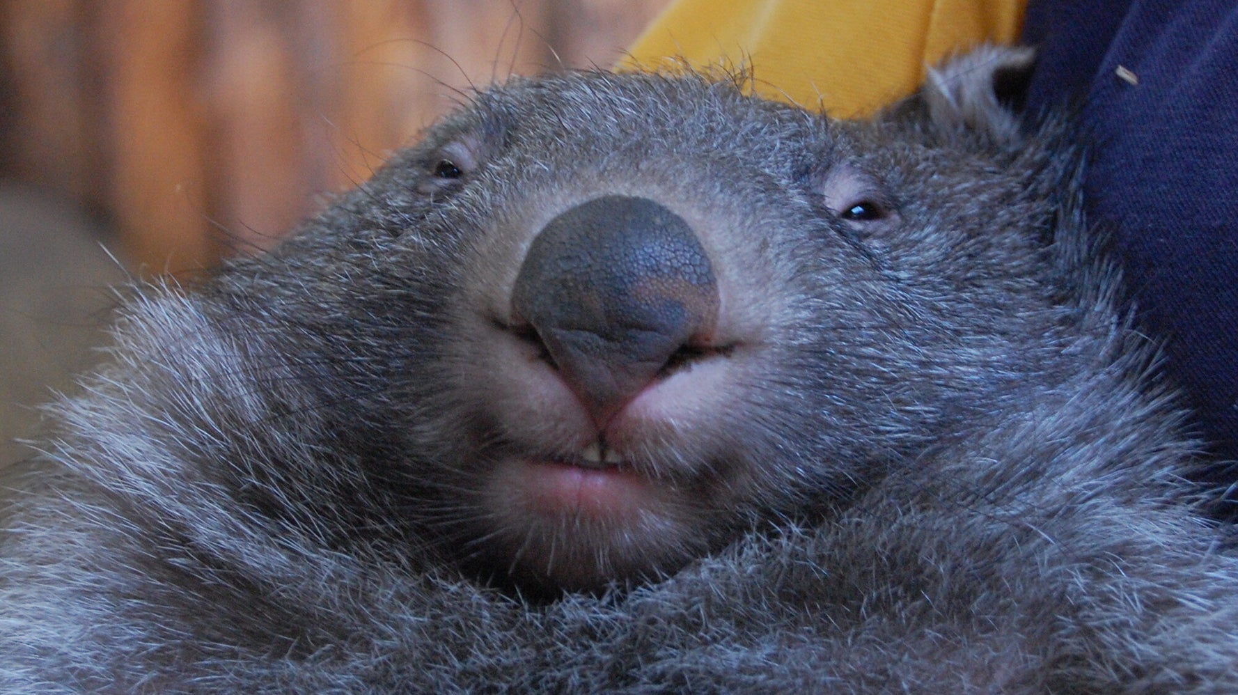 Wombat Stack Wombat poop cube meaning – why wombats poop cubes | XAKY