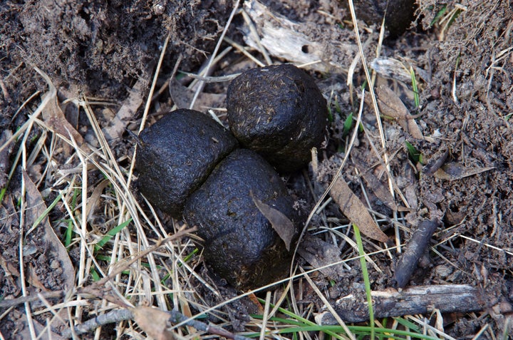 Wombat feces in Kosciuszko National Park, New South Wales, Australia.