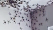 This Bedroom Spider Infestation Is The Stuff Of Nightmares 2 60155e592800003500974f19