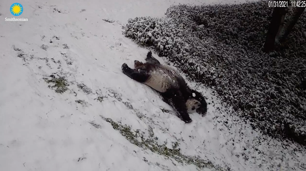 バンザーイでつるるるる パンダの最強の雪遊びはこれだ 動画 ハフポスト