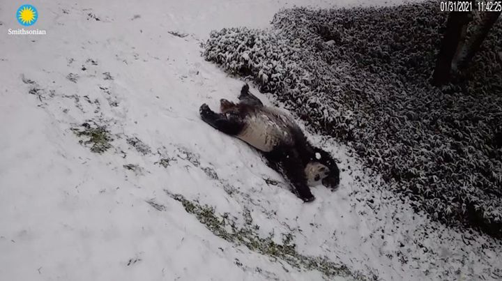 雪の坂道を大の字で滑り落ちるパンダ