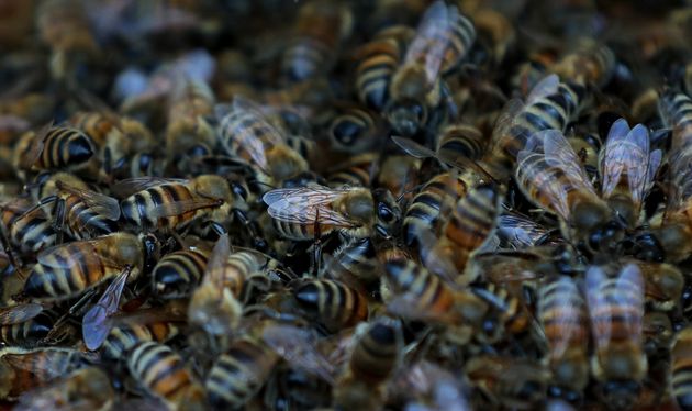 Patrick Murfet is told the 15 million bees he wants to bring into the UK for next spring may be seized and destroyed if he does