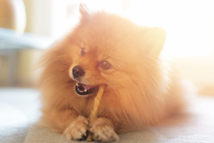Un perro comiéndose una chuche.