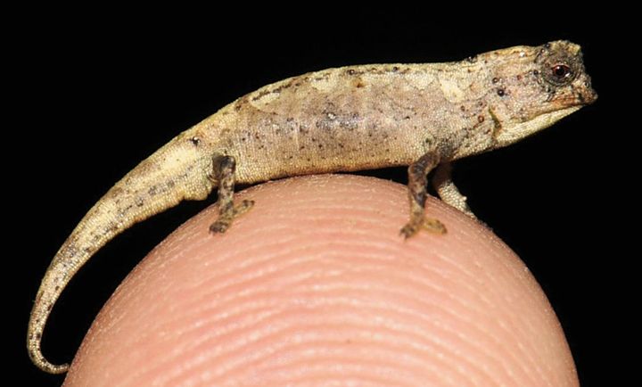 Brookesia nana males are smaller than their female counterparts.