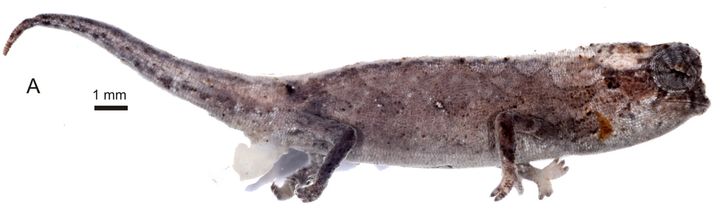 A male Brookesia nana with its disproportionately large hemipenes.