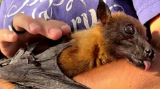 Statler The Geriatric Fruit Bat Takes The Internet By Storm 2 6019f1852600000003275bc8