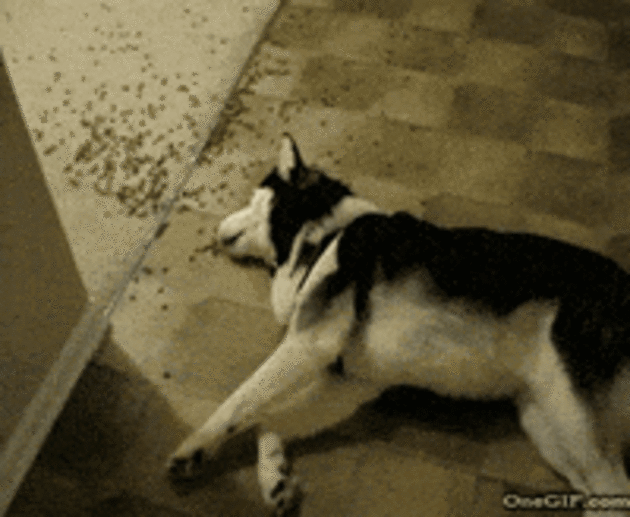 Perro comiendo pienso del suelo.