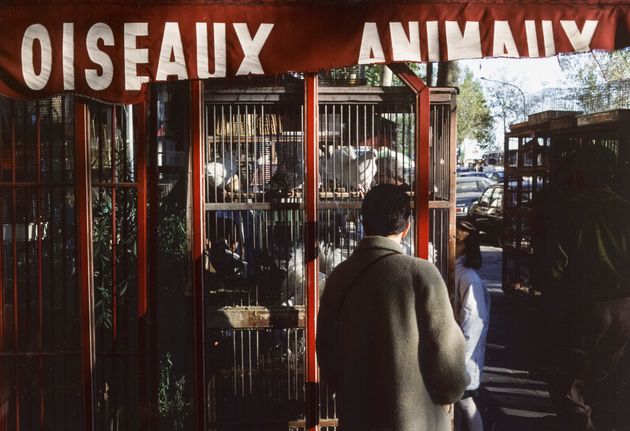 Le marché aux oiseaux de l'île de la Cité à Paris va fermer (Photo: Le marché...