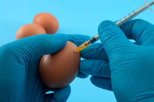 The nasal spray coronavirus vaccine developed at Lancaster University is produced in eggs in a similar way to the flu vaccine