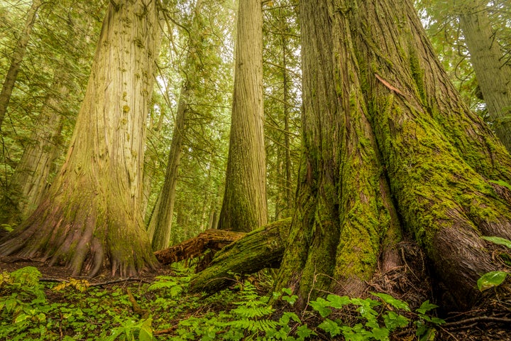 Trees accumulate carbon over decades of growth and release that stored carbon if they die or are felled.