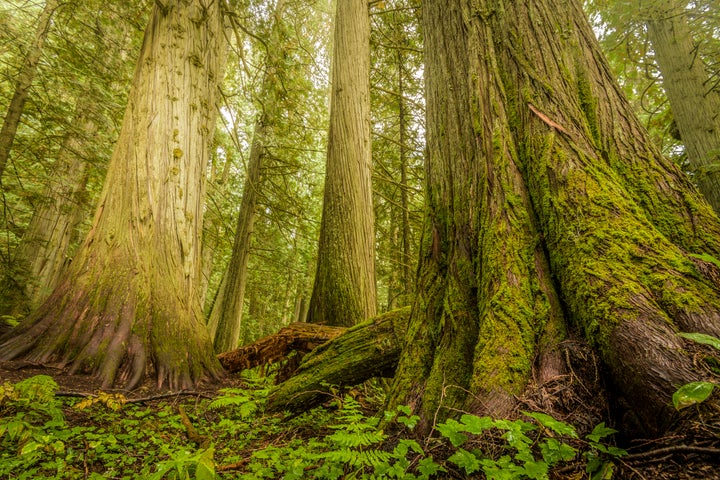 Trees accumulate carbon over decades of growth and release that stored carbon if they die or are felled. 