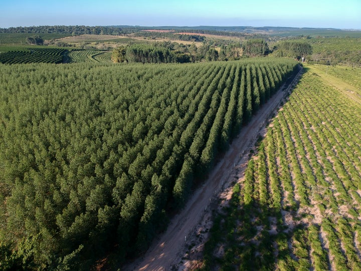 Aerial view of a field planted with eucalyptus seedlings in Brazil