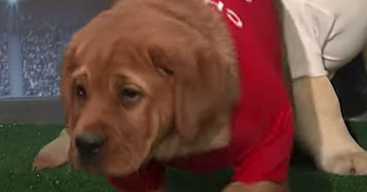 Super Bowl 2016: Puppies Make Predictions on Fallon