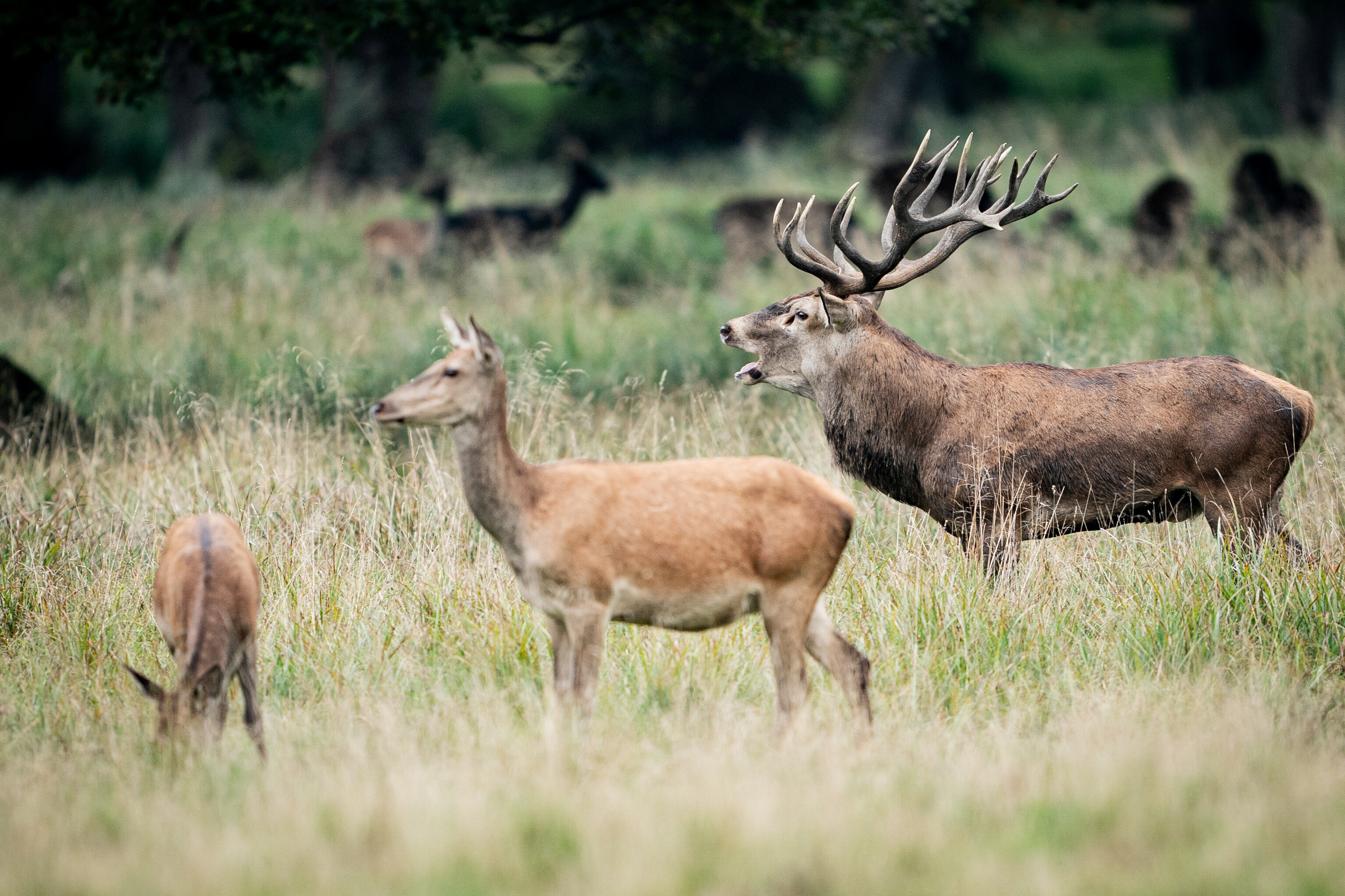 Dans le Haut-Rhin, les chasseurs s'opposent à une injonction à chasser