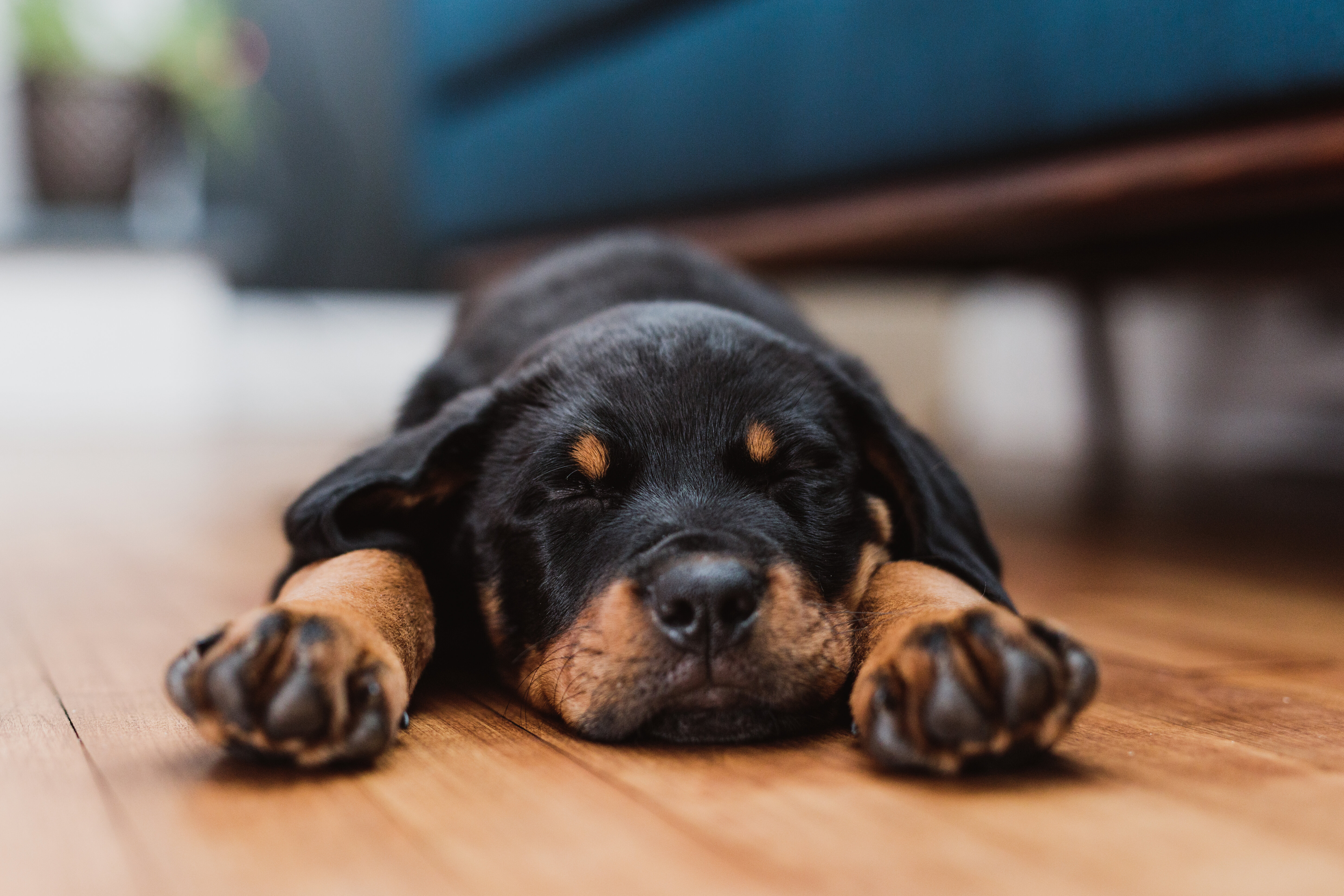 La race d'un chien est loin d'être l'explication unique d'une morsure