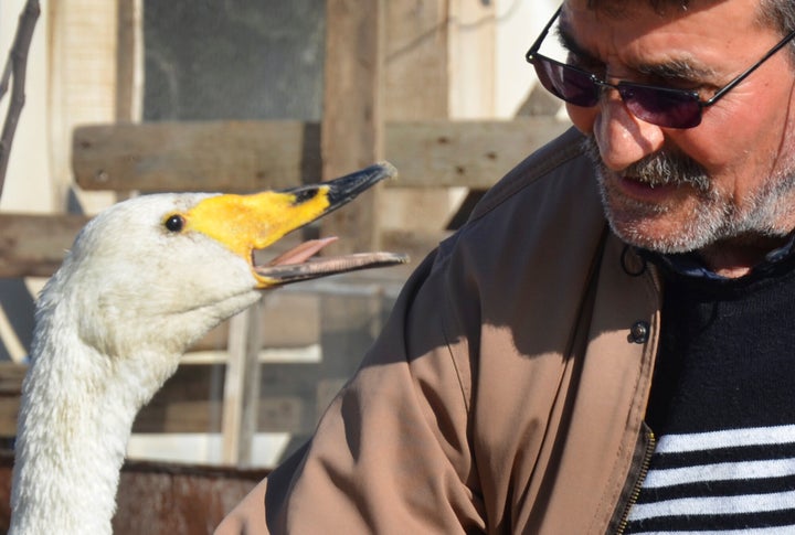 Recep Mirzan, a 63-year-old retired postman talks to Garip, a female swan that he rescued 37 years ago, in his farmhouse outside Karaagac, in Turkey's western Edirne province, bordering Greece, Saturday, Feb. 6, 2021. Mirzan found the swan, wounded with a broken wing, in an empty field and took her to his home to protect her from wildlife. The swan follows the man whenever he is out of his pen, accompanying him when he is doing his chores around the farm or for his daily evening walks. (AP Photo/Ergin Yildiz)