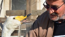 Turkish Man's 37-Year Friendship With Swan Is Anything But Bird-Brained 2 602166712600001e0bc238d7