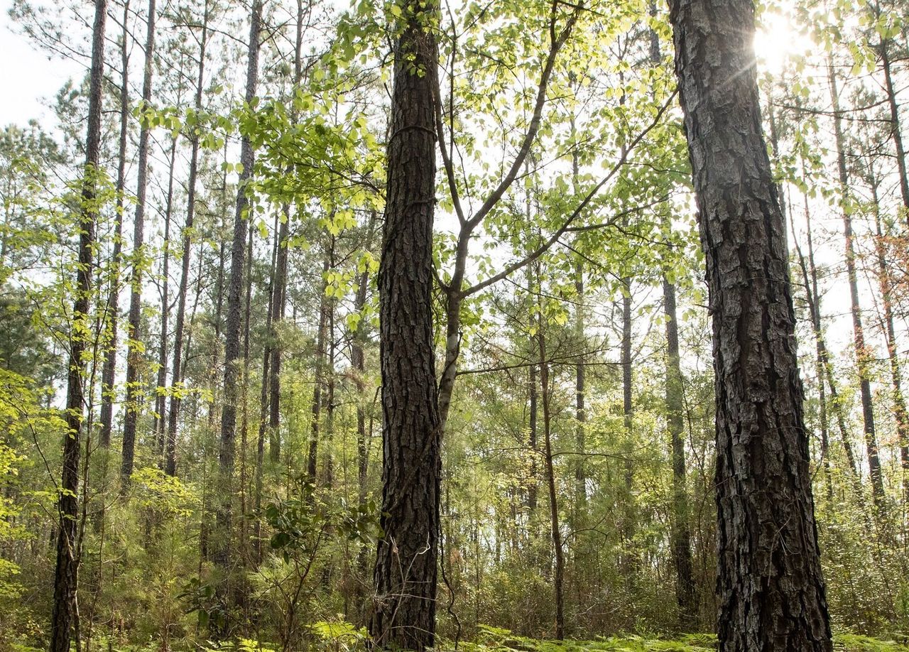In January, Ingka Group bought 10,840 acres of forested land in southeast Georgia. It now owns 136,000 forest acres in five states.