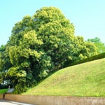Un árbol español, elegido entre los mejores de