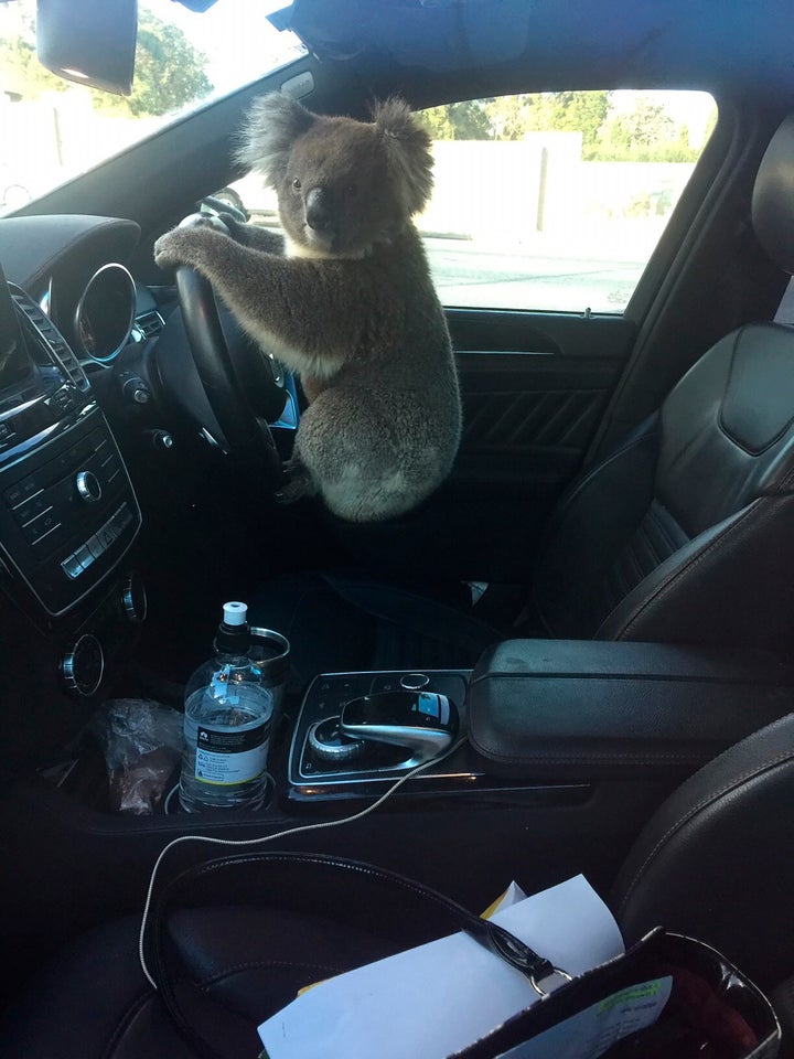 This photo released by Nadia Tugwell, shows a koala inside Tugwell's car in Adelaide, Australia on Monday, Feb. 8, 2021. The koala has been rescued after causing a five-car pileup while trying to cross a six-lane freeway in southern Australia. (Nadia Tugwell via AP)