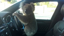 Koala Rescued After Causing 5-Car Pileup On Australian Freeway 2 6022b5f1260000220bc239d7
