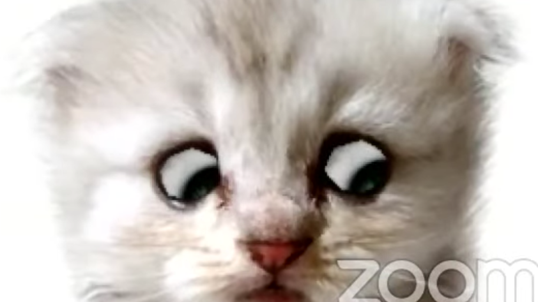 ‘I’m Not A Cat’ Lawyer Gets Stuck In Kitten Filter Mode During Zoom