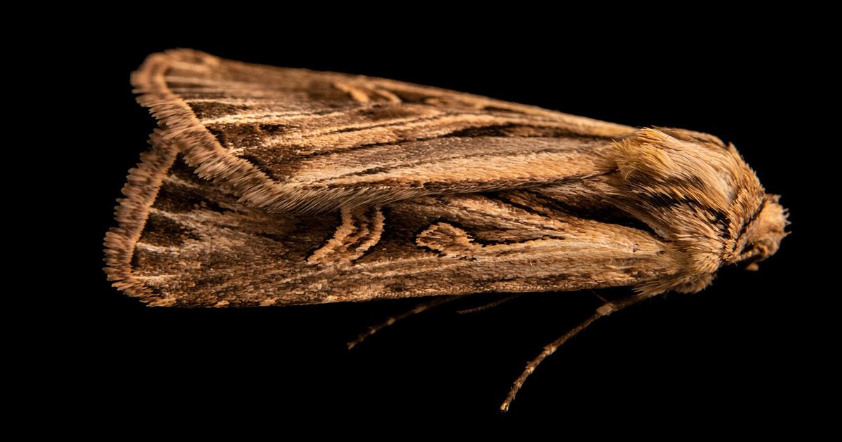 The Brown House Moth - A Homeowners Guide