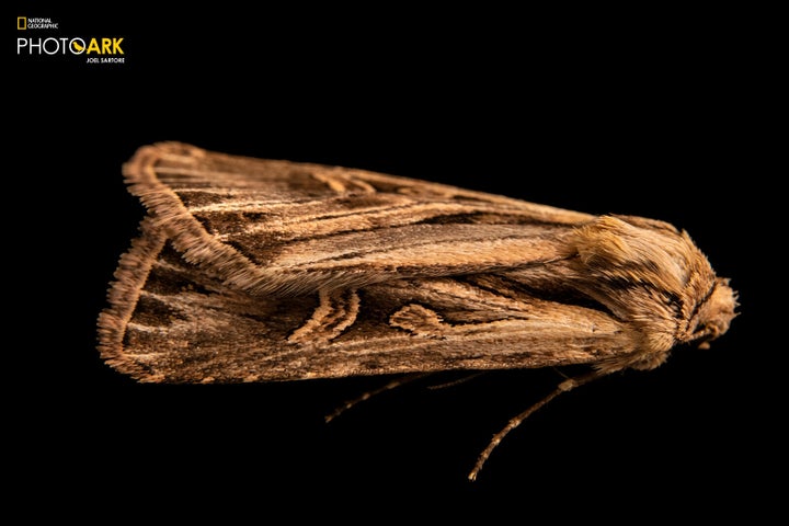 The long-toothed dart moth is the 11,000th species in the National Geographic Photo Ark.