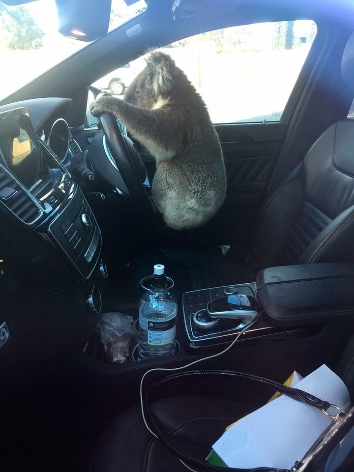 This photo released by Nadia Tugwell, shows a koala inside Tugwell's car in Adelaide, Australia on Monday, Feb. 8, 2021. The koala has been rescued after causing a five-car pileup while trying to cross a six-lane freeway in southern Australia.