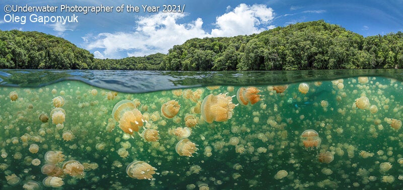 "Jellyfish galore"