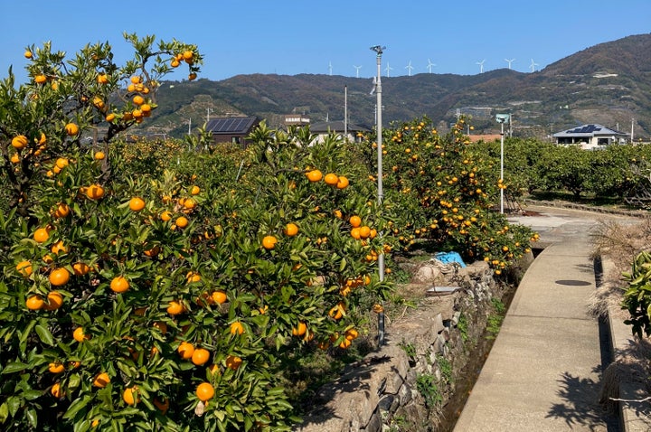 見渡す限りのミカン畑が美しい、有田川町