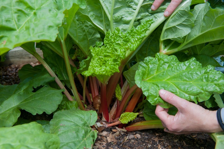 So What Exactly IS Rhubarb, Anyway?