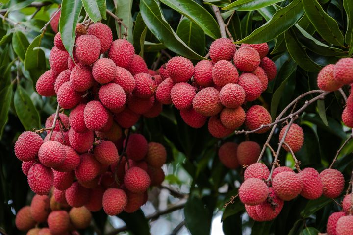 Ripe lychee fruit on tree in the plantation