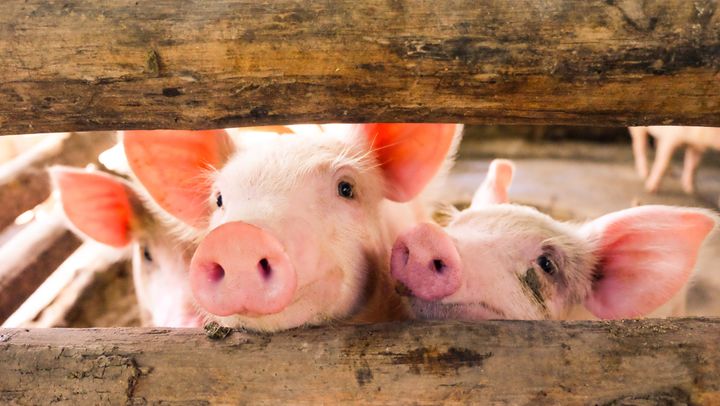 Dans l'étude de l'université de Purdue, les cochons ont démontré des capacités d'apprentissage et de compréhension plus importantes que l'on pensait.