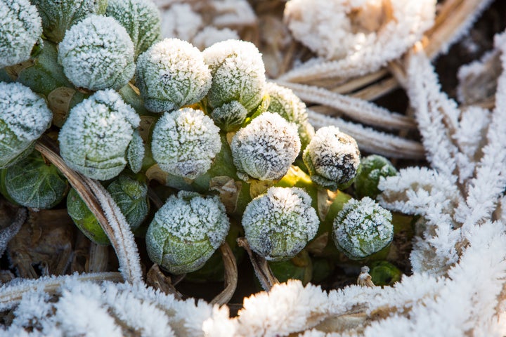 Look for Brussels sprouts with tight leaves.