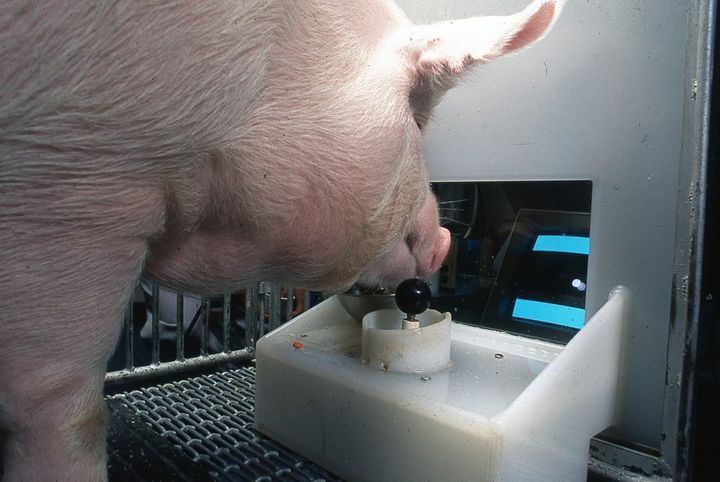 The pigs soon understood that the joystick's movement was connected with the computer cursor.