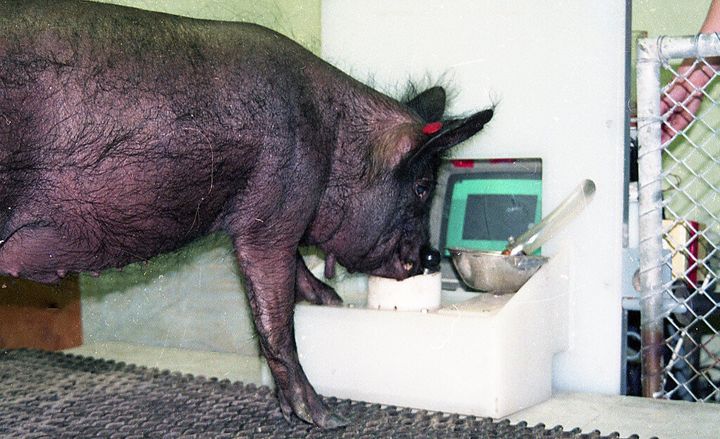 "That the pigs achieved the level of success they did on a task that was significantly outside their normal frame of reference in itself remarkable," the researchers wrote. 
