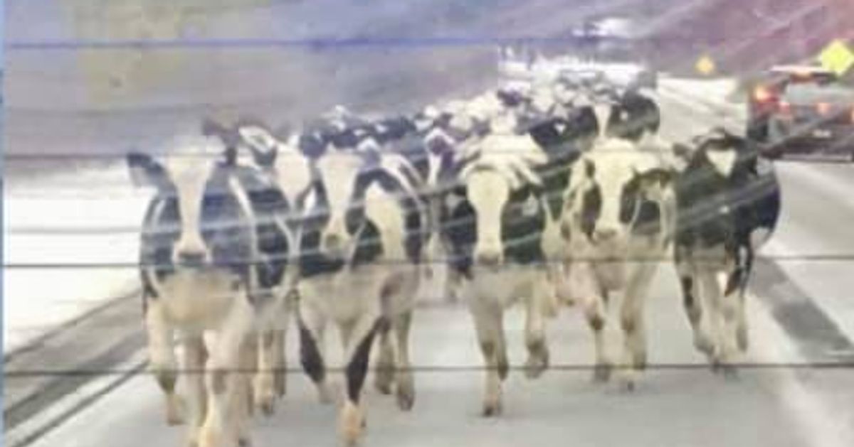 牛の群れが高速道路を疾走。農場から逃げ出し、自由を謳歌【動画】