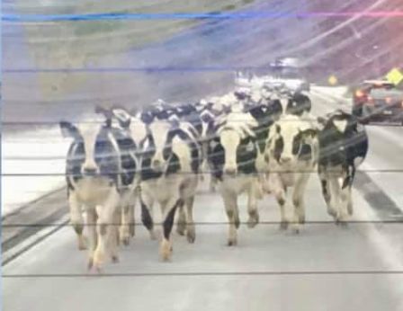 道路を走る牛の大群