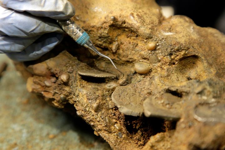 写真は、コンクリーションに覆われた銀貨を外そうとする考古学者のマリー・ケステン・ザーン氏。この銀貨はウィダー号で発見されたものだ（2016年9月21日）