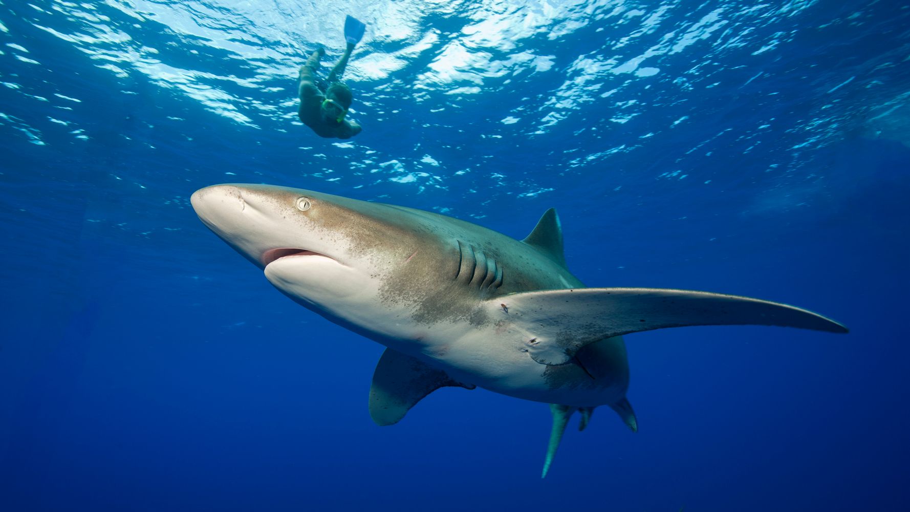 サメやエイの数は 過去50年で71 も激減 絶滅から守るために もう時間がありません ハフポスト