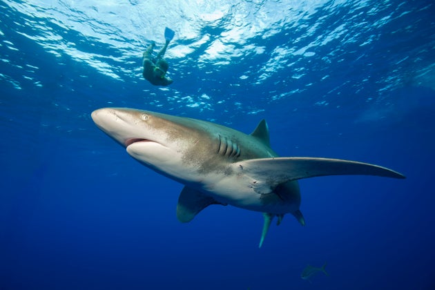 サメやエイの数は 過去50年で71 も激減 絶滅から守るために もう時間がありません ハフポスト