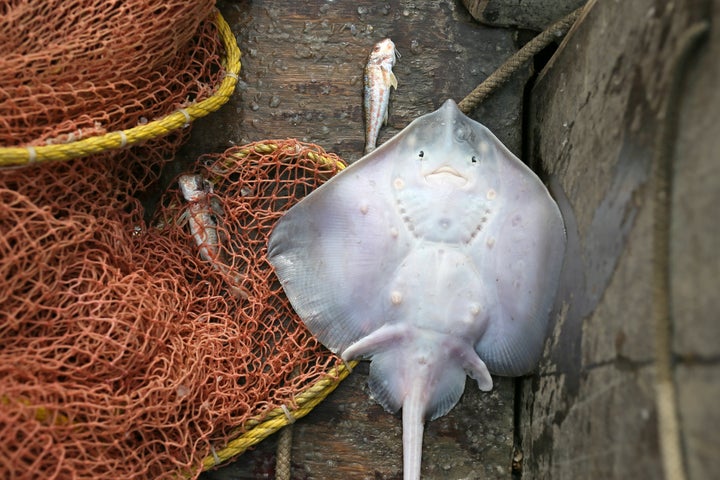 黒海で捕獲されたエイ