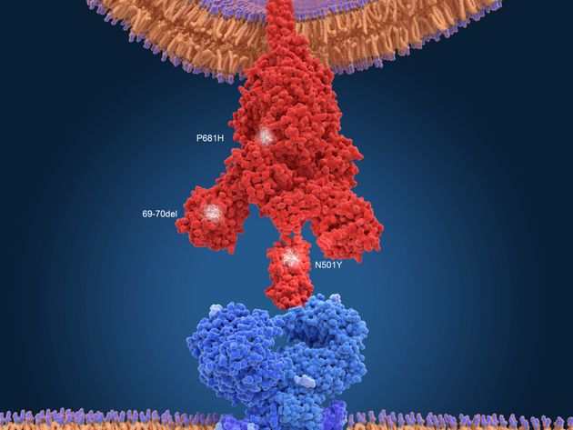 Illustration of the spike protein (red) from the 'Kent' variant B117 of the SARS-CoV-2 coronavirus, where the main mutations of the new variant are labelled. The spike protein binds to angiotensin converting enzyme 2 (blue) in the host cell membrane, mediating viral entry to the host cell.