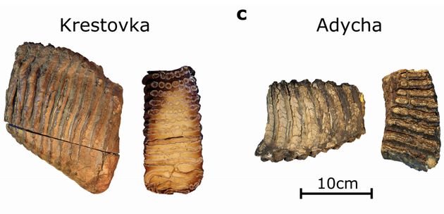 C'est dans ces molaires de mammouths que l'ADN vieux de plus d'un million d'années a été découvert.