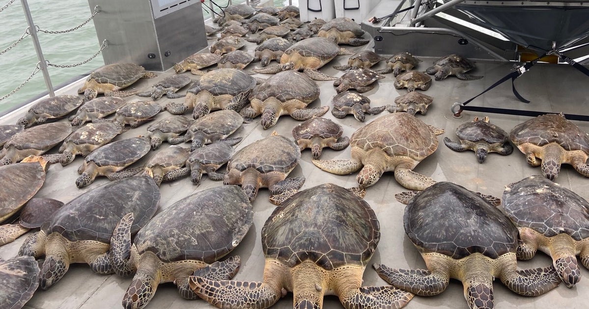 寒さで泳げなくなった無数のウミガメを救え 大寒波のテキサスで救出作戦 画像集 ハフポスト 寒さで泳げなくなった無数のウミガメを救え 大寒波のテキサスで救出作戦 画像集 ハフポスト