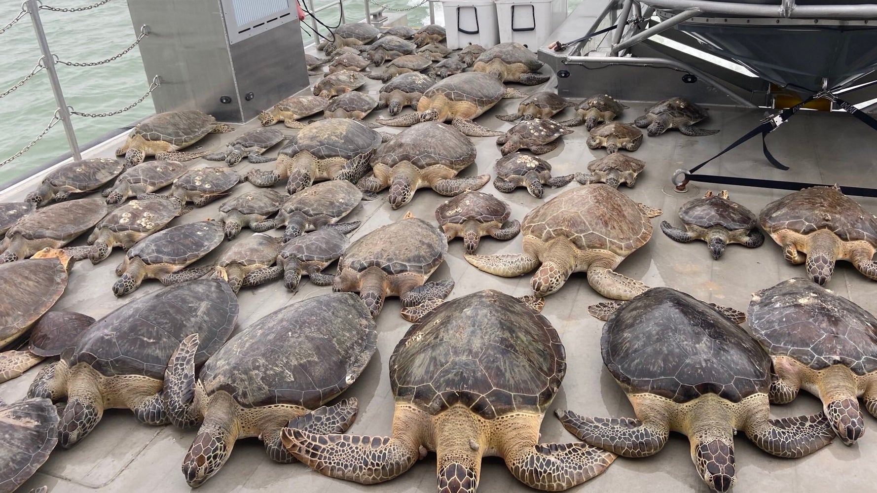 寒さで泳げなくなった無数のウミガメを救え 大寒波のテキサスで救出作戦 画像集 ハフポスト 寒さで泳げなくなった無数のウミガメを救え 大寒波のテキサスで救出作戦 画像集 ハフポスト